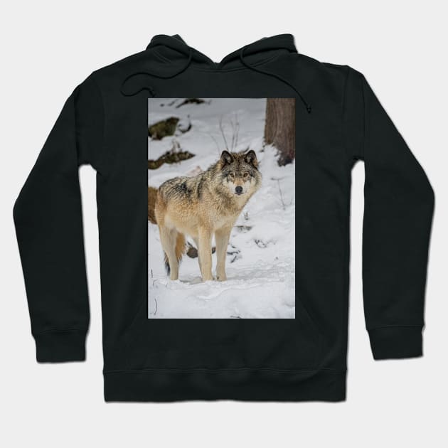 Eastern Gray Wolf Hoodie by jaydee1400